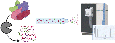 Graphical abstract: Overview and considerations in bottom-up proteomics