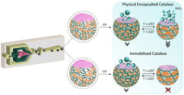 Graphical abstract: Reversible speed control of one-stimulus-double-response, temperature-sensitive asymmetric hydrogel micromotors