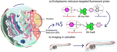 Graphical abstract: Observing hydrogen sulfide in the endoplasmic reticulum of cancer cells and zebrafish by using an activity-based fluorescent probe