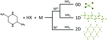 Graphical abstract: Templating effect of trans-2,5-dimethylpiperazine (TDMP) on the structural dimensionality of hybrid metal halides