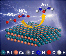 Graphical abstract: High-efficiency electrosynthesis of urea over bacterial cellulose regulated Pd–Cu bimetallic catalyst