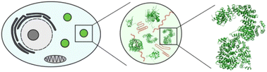 Graphical abstract: Microfluidics for multiscale studies of biomolecular condensates