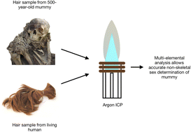 Graphical abstract: Sex determination of mummies through multi-elemental analysis of head hair using electrothermal vaporization coupled to inductively coupled plasma optical emission spectrometry