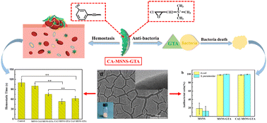 Graphical abstract: Sheet-like Janus hemostatic dressings with synergistic effects of cardanol hemostasis and quaternary ammonium salt antibacterial action