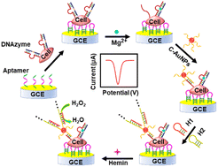 Graphical abstract: A cell-surface-anchored DNA probe coupled with hybridization chain reaction enzyme-free dual signal amplification for sensitive electrochemical detection of the cellular microenvironment