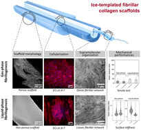 Graphical abstract: Tunable biomimetic materials elaborated by ice templating and self-assembly of collagen for tubular tissue engineering