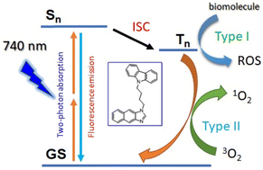 Graphical abstract: Imidazole–carbazole conjugate for two-photon-excited photodynamic therapy and fluorescence bioimaging