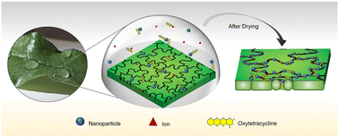 Graphical abstract: Targeted delivery of oxytetracycline to the epidermal cell junction and stomata for crop protection