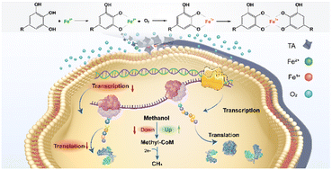 Graphical abstract: Single-cell metal–phenolic nanocoatings protect strictly anaerobic methanogens for methane production at an atmospheric oxygen level