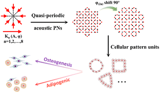 Graphical abstract: Acoustic quasi-periodic bioassembly based diverse stem cell arrangements for differentiation guidance