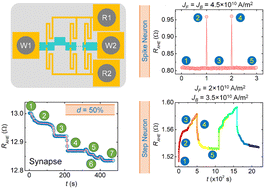 Graphical abstract: Emulation of neuron and synaptic functions in spin–orbit torque domain wall devices