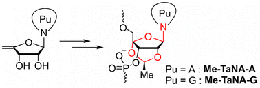 Graphical abstract: Synthesis of purine derivatives of Me-TaNA and properties of Me-TaNA-modified oligonucleotides