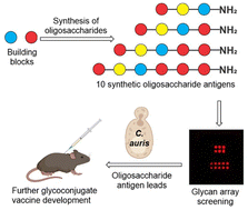 Graphical abstract: Synthesis of oligosaccharides to identify an immunologically active epitope against Candida auris infection