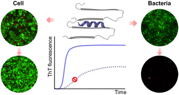 Graphical abstract: Cross-seeding enables repurposing of aurein antimicrobial peptides as a promoter of human islet amyloid polypeptide (hIAPP)