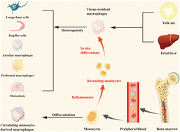 Graphical abstract: Chitosan-based biomaterials promote bone regeneration by regulating macrophage fate