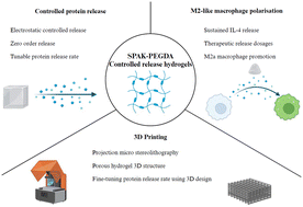 Graphical abstract: Long-term interleukin-4 release from 3D printable affinity hydrogels promotes M2-like macrophage polarisation in vitro