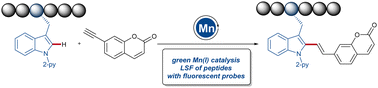 Graphical abstract: Fluorescent coumarin-alkynes for labeling of amino acids and peptides via manganese(i)-catalyzed C–H alkenylation