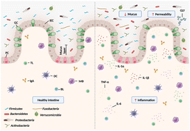 Graphical abstract: Effects of glyphosate exposure on intestinal microbiota, metabolism and microstructure: a systematic review