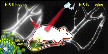 Graphical abstract: The luminous frontier: transformative NIR-IIa fluorescent polymer dots for deep-tissue imaging