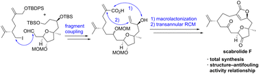 Graphical abstract: Total synthesis and structure–antifouling activity relationship of scabrolide F
