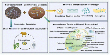 Graphical abstract: Application of cold-adapted microbial agents in soil contaminate remediation: biodegradation mechanisms, case studies, and safety assessments