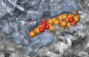 Graphical abstract: Monophthalates of betulinic acid and related pentacyclic triterpenes inhibit efficiently the SOS-mediated nucleotide exchange and impact PI3K/AKT signaling in oncogenic K-RAS4B proteins