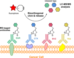 Graphical abstract: A cancer immunoprofiling strategy using mass spectrometry coupled with bioorthogonal cleavage