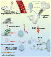 Graphical abstract: Engineered macrophage-derived exosomes via click chemistry for the treatment of osteomyelitis