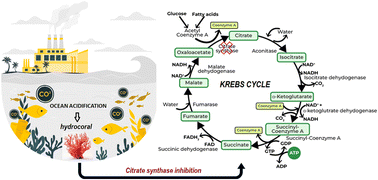 Graphical abstract: Effect of seawater acidification on energy metabolism in the hydrocoral Millepora alcicornis: inhibition of citrate synthase activity indicates disruption in aerobic pathways