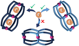 Graphical abstract: Isomeric double-cavity coordination cages: to encapsulate or not to encapsulate the guest