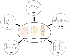 Graphical abstract: Biomolecule-modified synthetic polymers for wound healing and orthopaedic applications