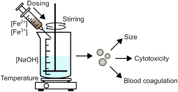 Graphical abstract: Influence of coprecipitation synthesis parameters on the physicochemical properties and biological effects of iron oxide nanoparticles