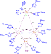 Graphical abstract: New synthetic approaches for the construction of 2-aminophenoxazinone architectures
