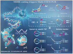 Graphical abstract: Multi-STEM MePCR: a bisulfite-free, multiplex, highly sensitive and highly specific assay to measure DNA methylation