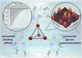 Graphical abstract: Precision dendritic-supramolecular glycan assemblies for probing multivalent lectin interactions