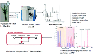 Graphical abstract: Metabolomic analysis of the effects of cadmium and copper treatment in Oryza sativa L. using untargeted liquid chromatography coupled to high resolution mass spectrometry and all-ion fragmentation