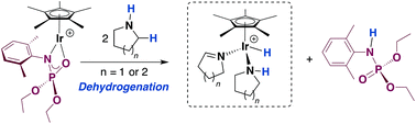 Graphical abstract: Dehydrogenation of cyclic amines by a coordinatively unsaturated Cp*Ir(iii) phosphoramidate complex