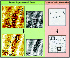 Graphical abstract: Revealing the principal attributes of protein adsorption on block copolymer surfaces with direct experimental evidence at the single protein level