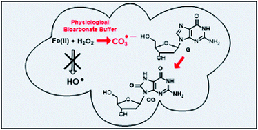 Graphical abstract: Iron Fenton oxidation of 2′-deoxyguanosine in physiological bicarbonate buffer yields products consistent with the reactive oxygen species carbonate radical anion not the hydroxyl radical