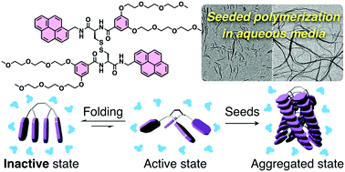 Graphical abstract: Hydrophobicity-driven folding and seeded polymerization of cystine-based dimeric diamides in aqueous media