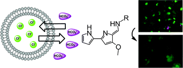 Graphical abstract: Tambjamine alkaloids and related synthetic analogs: efficient transmembrane anion transporters