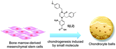 Graphical abstract: A potent small-molecule inducer of chondrogenic differentiation of human bone marrow-derived mesenchymal stem cells
