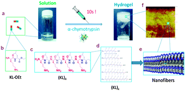 Graphical abstract: Enzyme-triggered hydrogelation via self-assembly of alternating peptides
