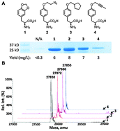 Graphical abstract: The genetic incorporation of thirteen novel non-canonical amino acids