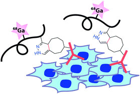 Graphical abstract: 68Ga chelating bioorthogonal tetrazine polymers for the multistep labeling of cancer biomarkers