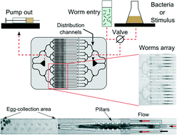 Graphical abstract: Durable spatiotemporal surveillance of Caenorhabditis elegans response to environmental cues