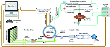 Graphical abstract: Continuous flow real-time PCR device using multi-channel fluorescence excitation and detection