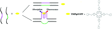 Graphical abstract: A simple, label-free optical method for studies on the G-quadruplex/duplex competition inside duplex DNAs using a G-quadruplex-specific probe—TMPipEOPP