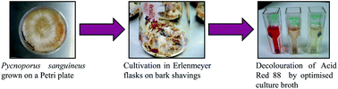 Graphical abstract: Enhancing laccase production by a newly-isolated strain of Pycnoporus sanguineus with high potential for dye decolouration