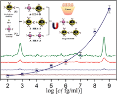 Graphical abstract: Ultra-sensitive magnetic immunoassay of HE4 based on surface enhanced Raman spectroscopy
